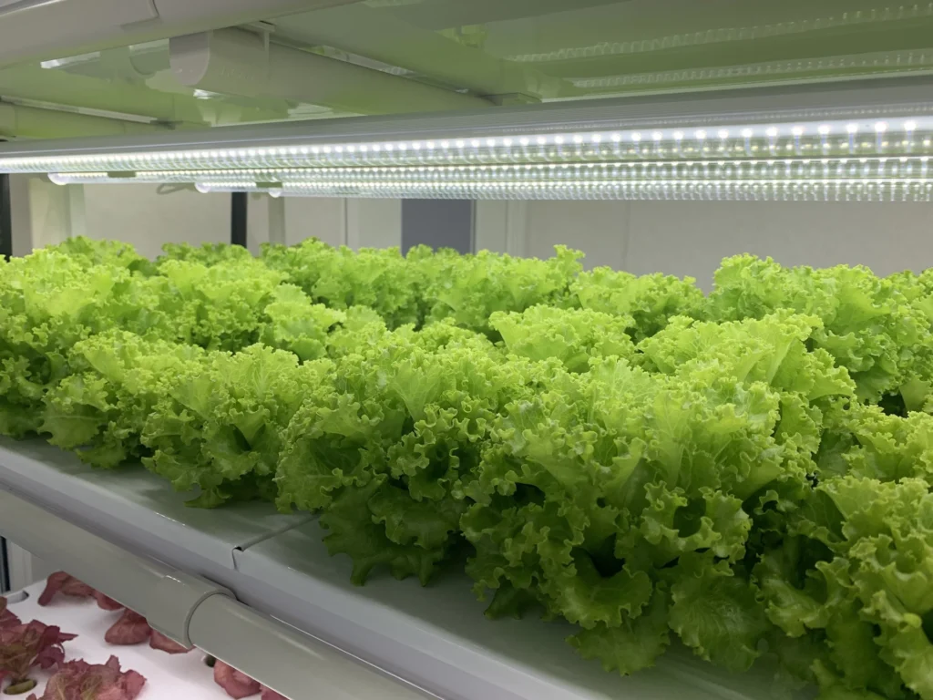 アミエルファーム 魚津市